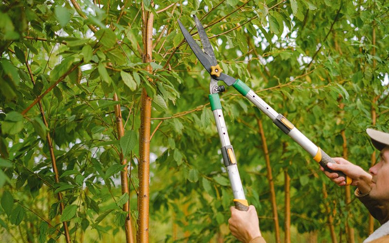 Tree trimming in Sugar Valley, GA