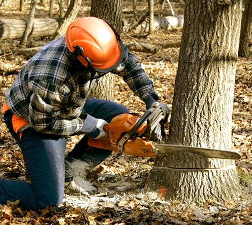 Tree Removal in Sugar Valley, GA